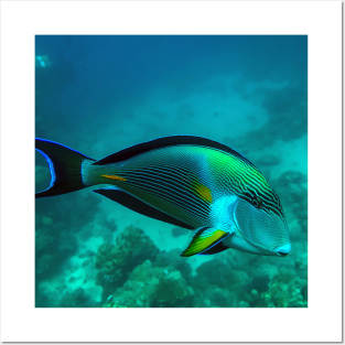 Surgeonfish Posters and Art
